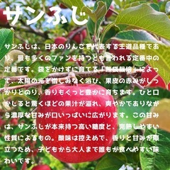 【青森県産】【送料無料】 【産地直送】【サンふじ】【家庭用】【厳重梱包】【10KG】の画像