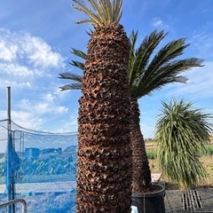 ドデカイ！ソテツ🌴の画像