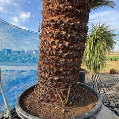 ドデカイ！ソテツ🌴の画像