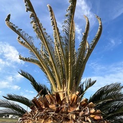 ドデカイ！ソテツ🌴の画像