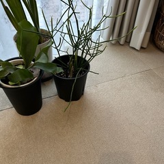 観葉植物の画像