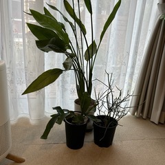 観葉植物の画像