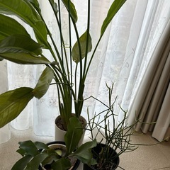 観葉植物の画像