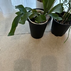 観葉植物の画像