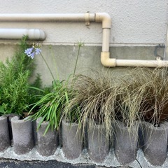植栽悩んでませんか？の画像