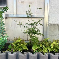 植栽悩んでませんか？の画像