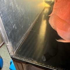 アクリル水槽の画像