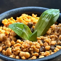 ✨多肉植物✨観葉植物✨たのしい毎日の画像