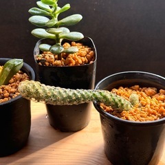 ✨多肉植物✨観葉植物✨たのしい毎日の画像