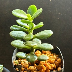 ✨多肉植物✨観葉植物✨たのしい毎日の画像
