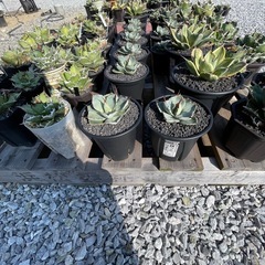 アガベ売りますの画像