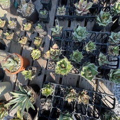 アガベ売りますの画像