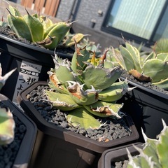 アガベ売りますの画像