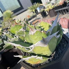 アガベ売りますの画像