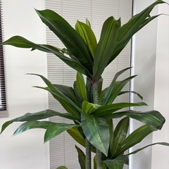 フェイクグリーン　観葉植物の画像