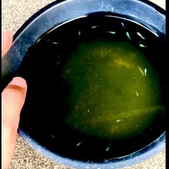 【10匹 100円】ミックスメダカ 稚魚 の画像