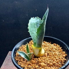 ✨アガベ✨多肉植物 2苗セット ドライガーデン　の画像