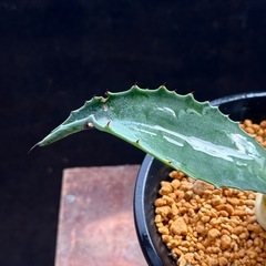 ✨アガベ✨多肉植物 2苗セット ドライガーデン　の画像