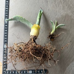 ✨アガベ✨多肉植物 2苗セット ドライガーデン　の画像