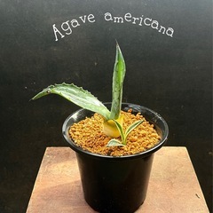 ✨アガベ✨多肉植物 2苗セット ドライガーデン　の画像