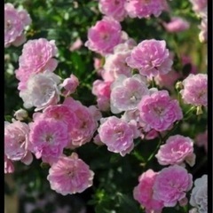 夢乙女　薔薇　大苗の画像