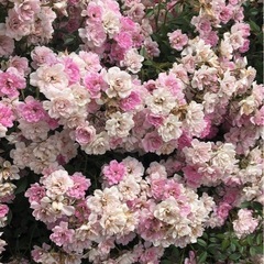 夢乙女　薔薇　大苗の画像