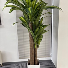 フェイクグリーン　観葉植物の画像