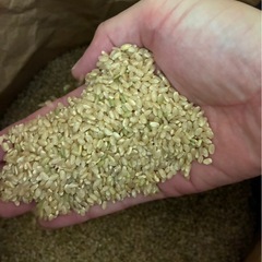 令和７年産　新米　きぬひかり　玄米1袋（30kg）【残り3袋】の画像