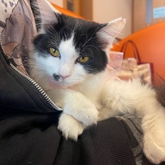 🩷ななちゃん🩷里親様募集