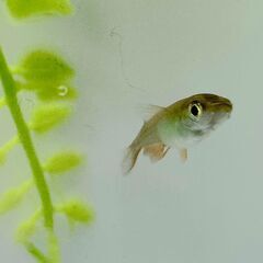 狛江市のメダカ販売｜お手頃価格で黒メダカをお届け！の画像