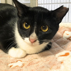 大人しいけど遊び好きの抱っこもできる優秀な白黒ハチワレもどきの女...