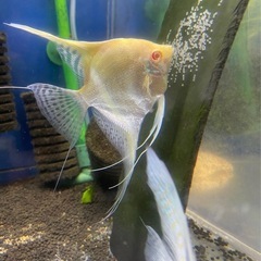 レッドショルダーエンゼル(♂)✖️ダンタムエンゼル(♀) 自家繁殖　幼魚　　大阪市中央区 ④の画像