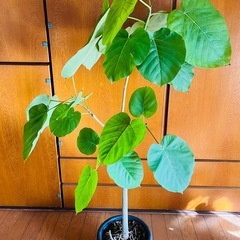 【美品】ウンベラータの画像