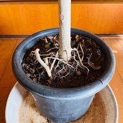 【美品】ウンベラータの画像