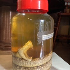 ハブ酒　10万→8万円の画像