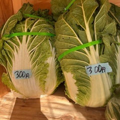 自家栽培野菜の画像