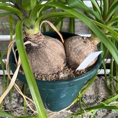 お取引き決定❗️観葉植物 の画像