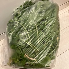 間引き大根　葉　約1.5kgの画像