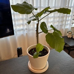 ウンベラータ　　観葉植物
の画像