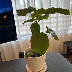 ウンベラータ　　観葉植物
の画像