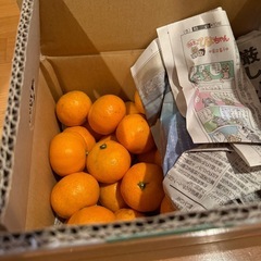 [決まりました]愛媛県産　早生みかん　小玉3キロから２つ抜き　家庭用の画像