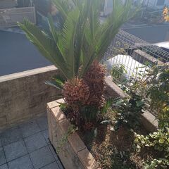 【無料】　ソテツ大株の画像