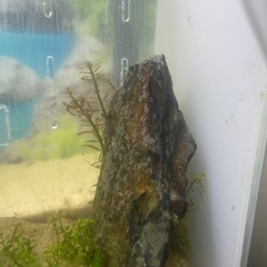 熱帯魚 エンゼルフィッシュ　生育の画像