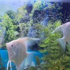 熱帯魚 エンゼルフィッシュ　生育の画像