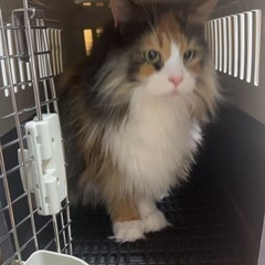 ペット用航空輸送ケージ 2個 出品します（未使用NEW）の画像