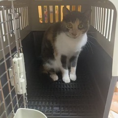 ペット用航空輸送ケージ 2個 出品します（未使用NEW）の画像