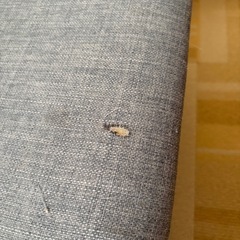 ニトリ　リビングダイニングテーブル4点セットの画像