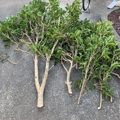切り枝　差し上げます。の画像