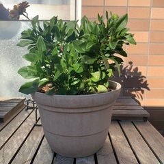 鉢花　ダブルオステオスペルマム　リコッタ の画像