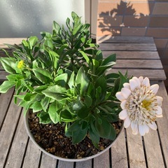 鉢花　ダブルオステオスペルマム　リコッタ の画像